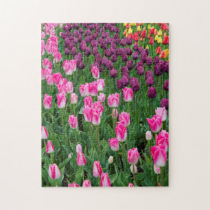 Puzzle États-Unis, Washington. Tulipes en fleurs
