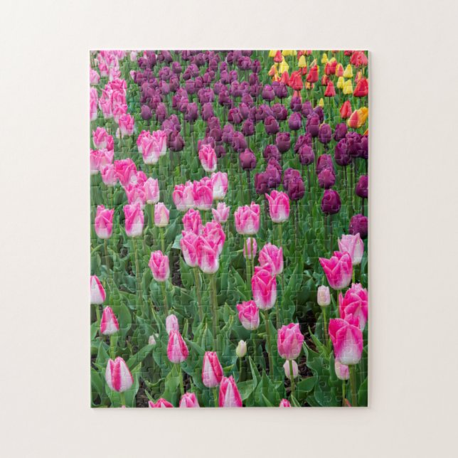 Puzzle États-Unis, Washington. Tulipes en fleurs (Vertical)