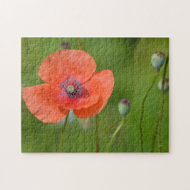 Puzzle Étonnant Poppy rouge (Horizontal)