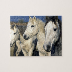 Puzzle Europe, France, Ile del la Camargue. Camargue 3