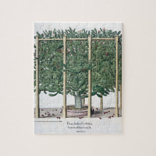 Puzzle Eystettensis indica de Ficus, du 'Hortus Eystet