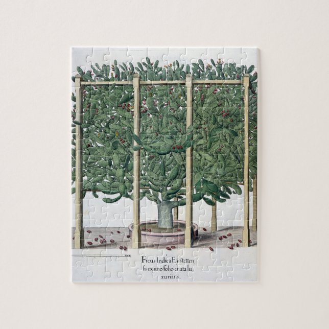 Puzzle Eystettensis indica de Ficus, du 'Hortus Eystet (Vertical)