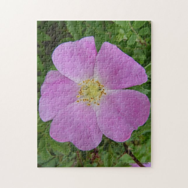 Puzzle F11 Rose sauvage "Rosa arkansana" (Vertical)