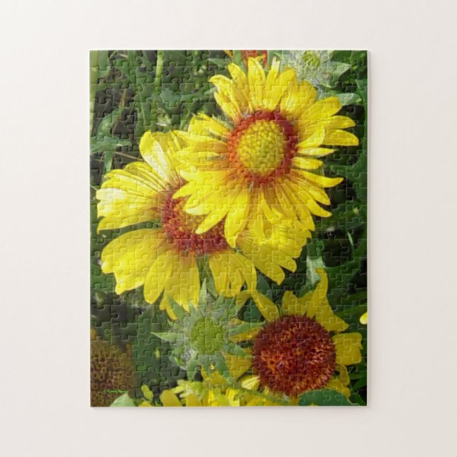Puzzle F6 Fleurs sauvages jaunes Gaillardia (Vertical)