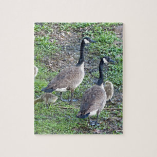 Puzzle Famille canadienne d'oies