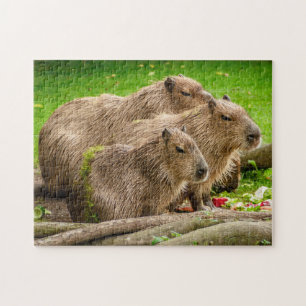 Puzzle Famille Capybara