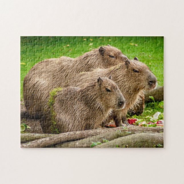 Puzzle Famille Capybara (Horizontal)