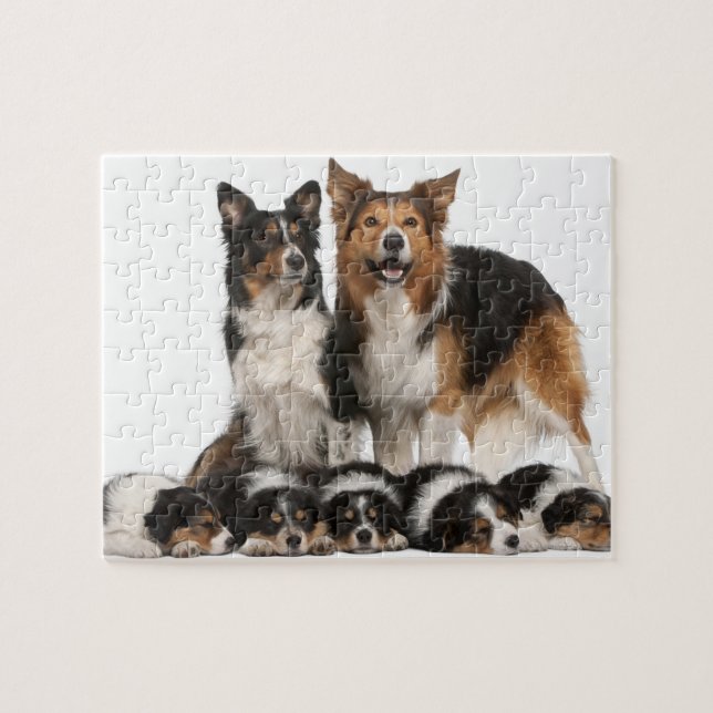 Puzzle Famille de collie frontalière (Horizontal)