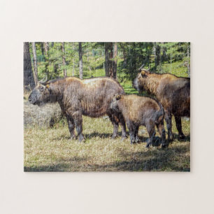 Puzzle Famille Takin, animal national du Bhoutan, Asie