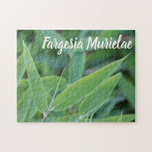 Puzzle Fargesia murielae Bamboo plante pour jardiniers ca
