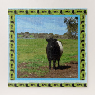 Puzzle Female Belted Galloway Cow