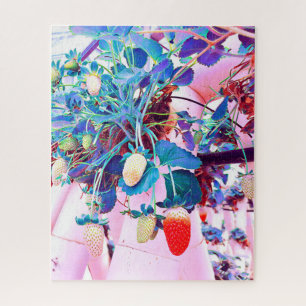 Puzzle Ferme de fraises Port Macquarie Australie