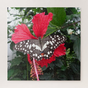 Puzzle Fermer le puzzle: Papillon noir blanc tacheté