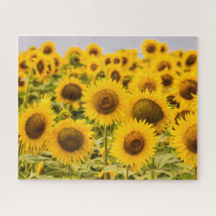 Puzzle Fermes   Un terrain de tournesol