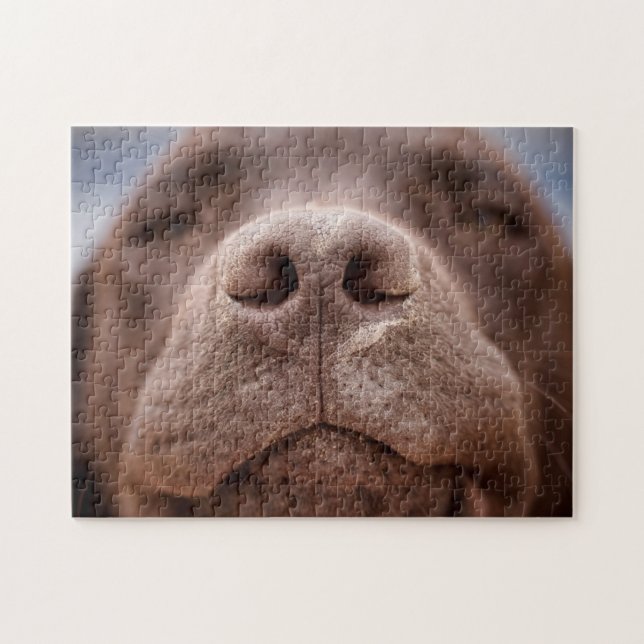 Puzzle Fermeture du nez du Labrador au chocolat (Horizontal)