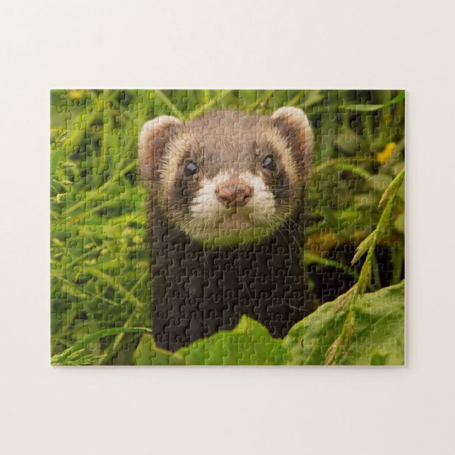 Puzzle Ferret pour animaux dans l'herbe (Horizontal)