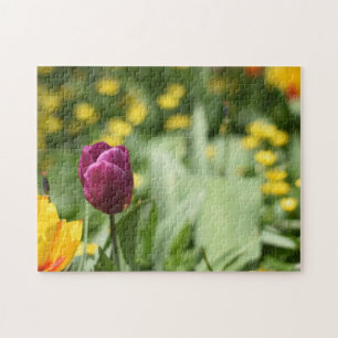 Puzzle Festival Tulip Fleur Nature Photographie Jardin