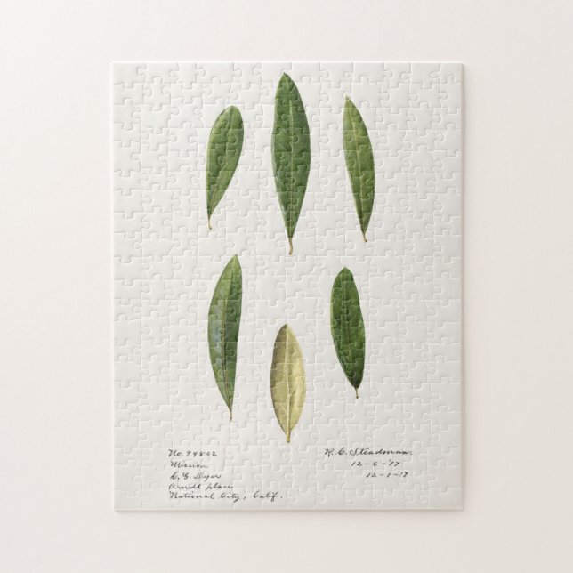 Puzzle Feuilles d'olive (Olea Europaea) (Vertical)