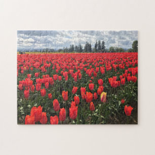 Puzzle Field of Ballerina Tulips, Oregon