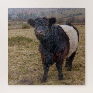 Puzzle Fier debout de la ceinture Galloway sur Dartmoor F
