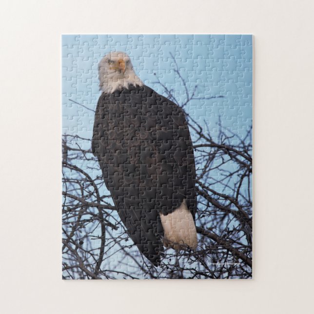 Puzzle Fierce Stare d'un aigle à tête blanche (Vertical)