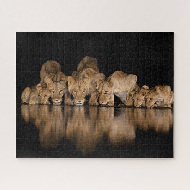 Puzzle Fierté de lions buvant au point d'eau la nuit (Horizontal)