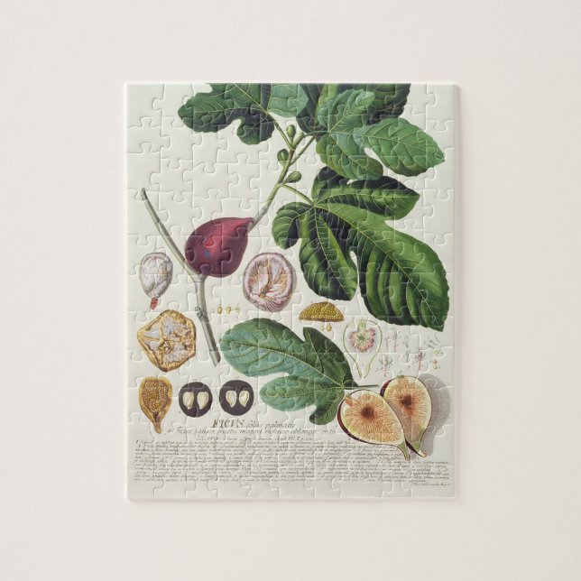 Puzzle Figue, gravée par 1704-67) plats de Johann Jakob (Vertical)