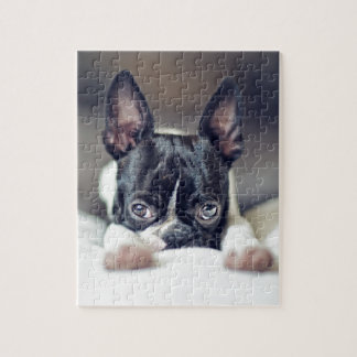 Puzzle Fina Boston Terrier
