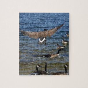 Puzzle First goose to fly, geese on lake Arrowhead