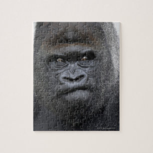 Puzzle Flachlandgorilla, Gorilla gorilla,