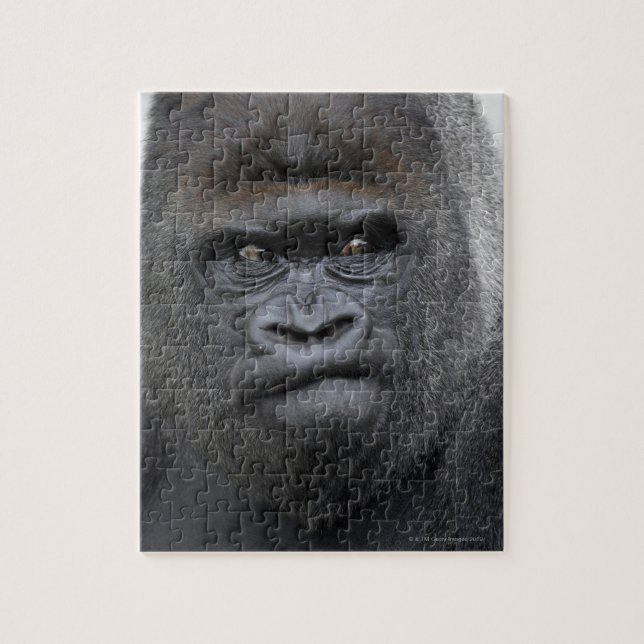 Puzzle Flachlandgorilla, Gorilla gorilla, (Vertical)