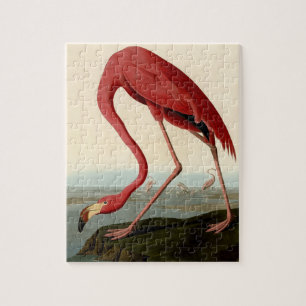 Puzzle Flamant rose américain Audubon