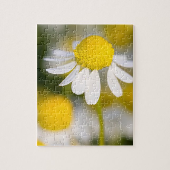 Puzzle Fleur de camomille en gros plan, Hongrie (Vertical)