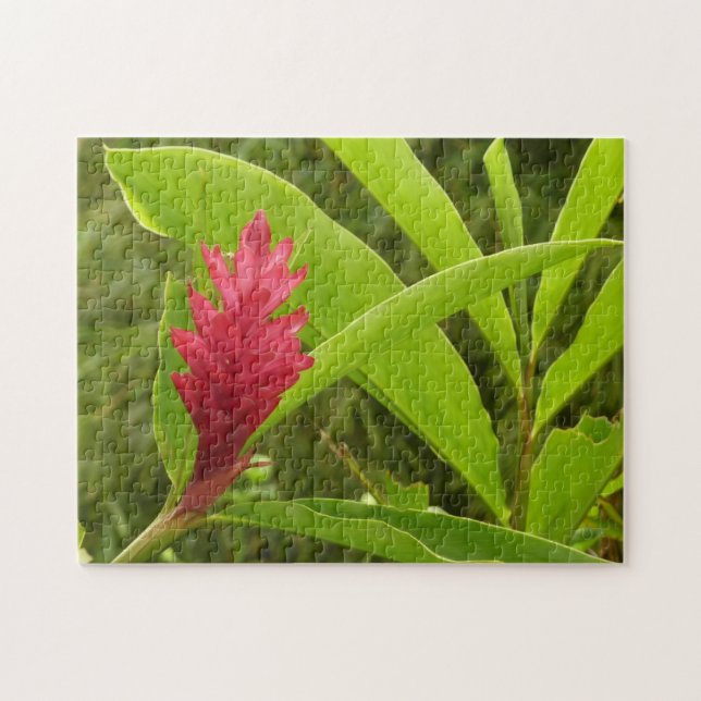 Puzzle Fleur de gingembre rouge (Alpinia) tropicale (Horizontal)