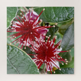 Puzzle Fleur de la Nouvelle-Zélande Rouge Fleur Feijoa