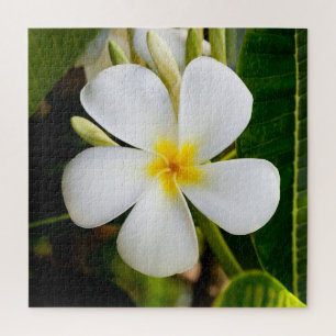 Puzzle Fleur de la Plumeria avec Feuilles