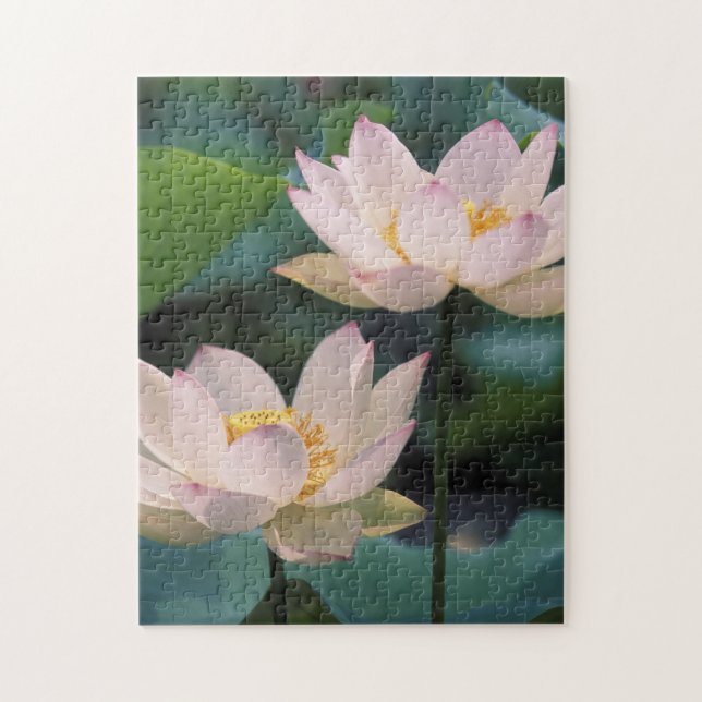 Puzzle Fleur de lotus en fleurs, Chine (Vertical)