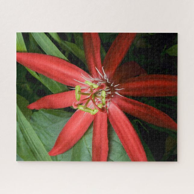 Puzzle Fleur de passion rouge en pleine floraison (Horizontal)