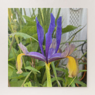 Puzzle Fleur d'Iris violet extérieur Jardin Nature Photo