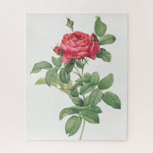 Puzzle Fleur floraison rose Vintage vieille illustration