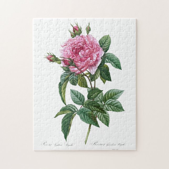 Puzzle Fleur rose rose gallique Vintage vieille illustrat (Vertical)