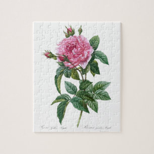 Puzzle Fleur rose rose gallique Vintage vieille illustrat