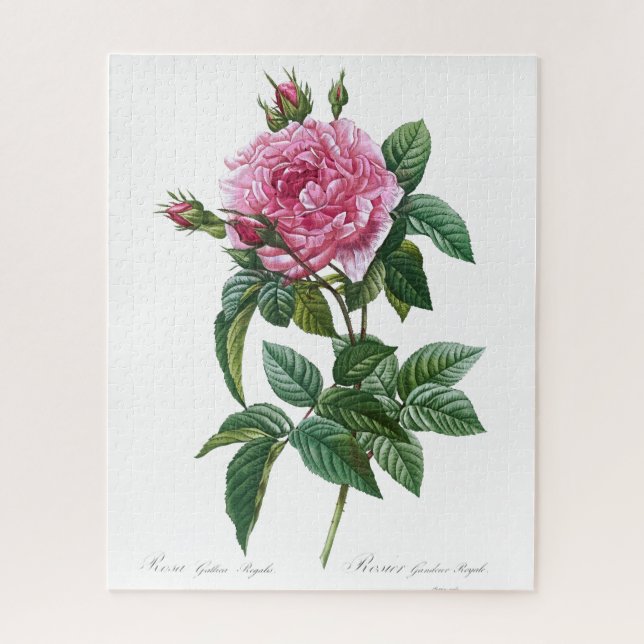 Puzzle Fleur rose rose gallique Vintage vieille illustrat (Vertical)