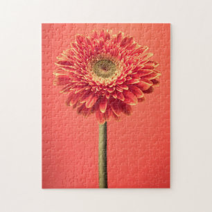 Puzzle Fleur rouge de marguerite de Gerbera de Barberton