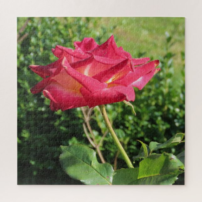 Puzzle fleur, rouge, pétale, rose, nature, fleurir, flora (Vertical)