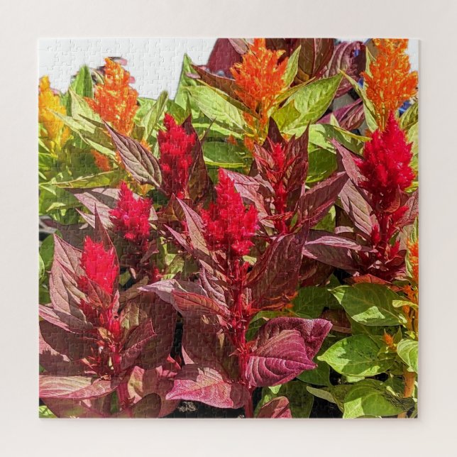 PUZZLE FLEURS DE CELOSIA (Vertical)