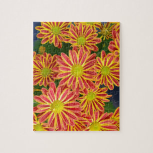 Puzzle Fleurs de chrysanthèmes rayées rouges et jaunes