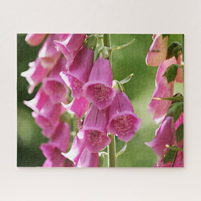Puzzle Fleurs de digitale rose (Horizontal)