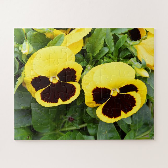 Puzzle Fleurs de pansement jaune (Horizontal)