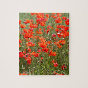 Puzzle Fleurs de pavot commun dans un domaine